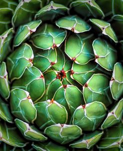 Garden Succulent Botanicals III