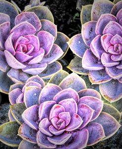 Garden Succulent Botanicals IV