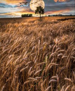 Fields in Early Evening II