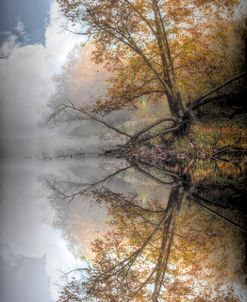 Misty Morning Tree Reflections