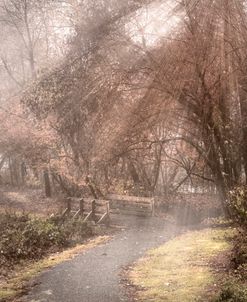 Mossy Walk in the Pale Mist