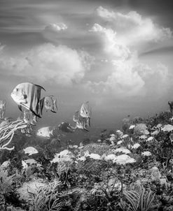 Reef Under the Sea and Sky Black and White