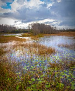 Lilypads in the Marsh Waters