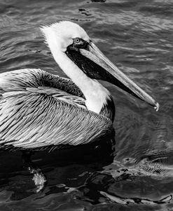 Handsome Pelican Black and White