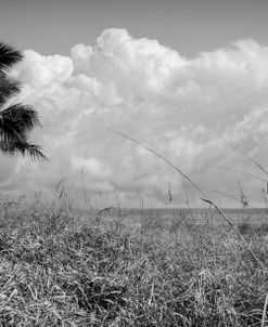 Palm Trees on the Sand Dunes Black and White