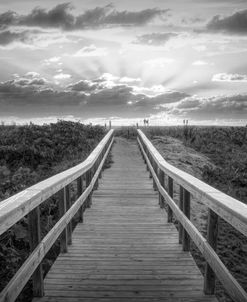 Wooden Boardwalk through the Dunes Black and White