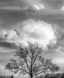 Floating over the Fields Black and White