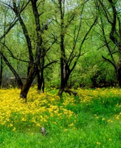 Dark Trees Panorama