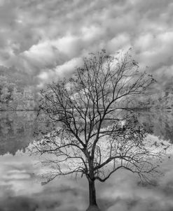 The Beauty of Autumn Reflections Black and White
