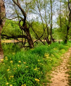 Trail through the Wildflowers