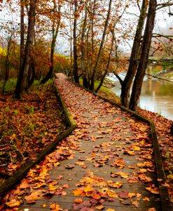 Autumn’s Scattered Leaves