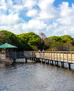 Boardwalks and Birds