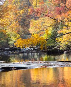 Autumn Branches Hanging over the Stream