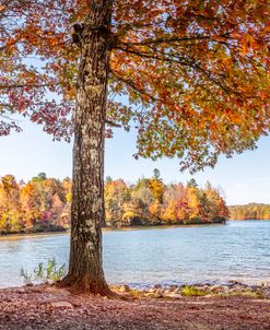 Autumn Trees at the Lake’s Edge