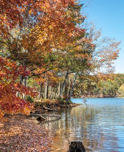Autumn Trees at the Lakeshore Edge