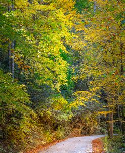 Take an Autumn Drive