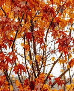 Through the Autumn Leaves