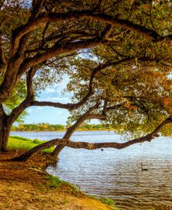 Morning Trees In The Park