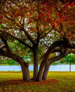 Tree On The Lakeshore