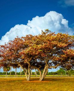 Morning Clouds In The Park