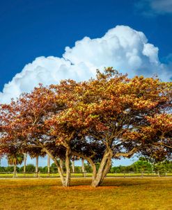 Morning Clouds In The Park