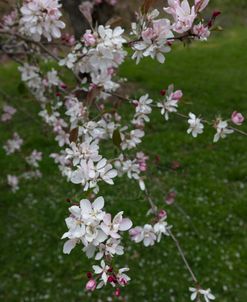 Apple Blossoms Branches