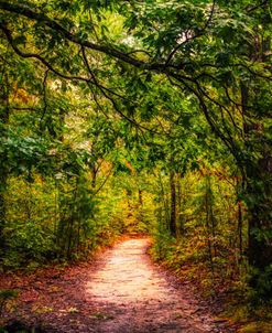 Meander through the Forest Trail