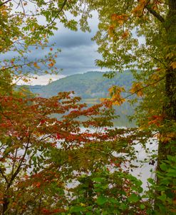 Peeking Through the Fall Leaves