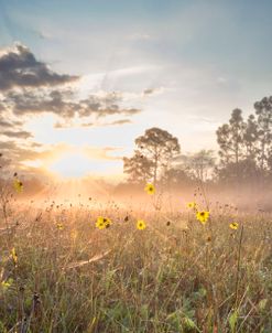 Sunrise Blackeyed Susans Panorama