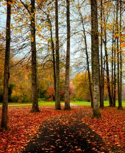 Falling For Autumn