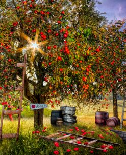 Apple Pickin’ Time