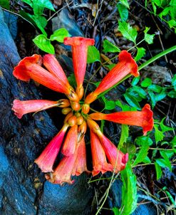 Summer Flowers along the Trail