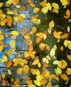 Scattered Leaves in the Rain