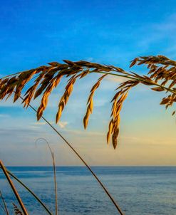 Waving In The Salty Breeze Panorama