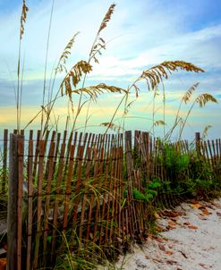 Grasses Along The Fence