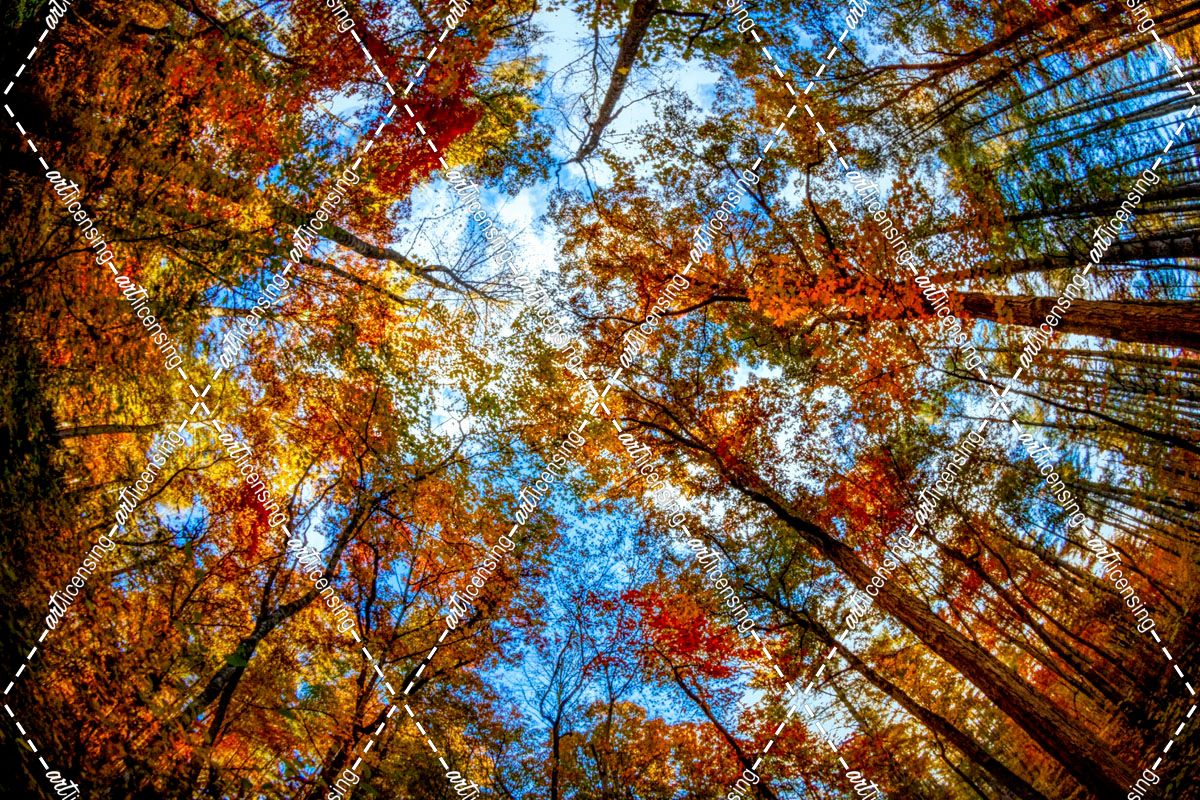 Canopy in Autumn