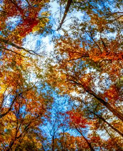 Canopy in Autumn