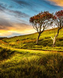 Autumn Evening Rowan Trees