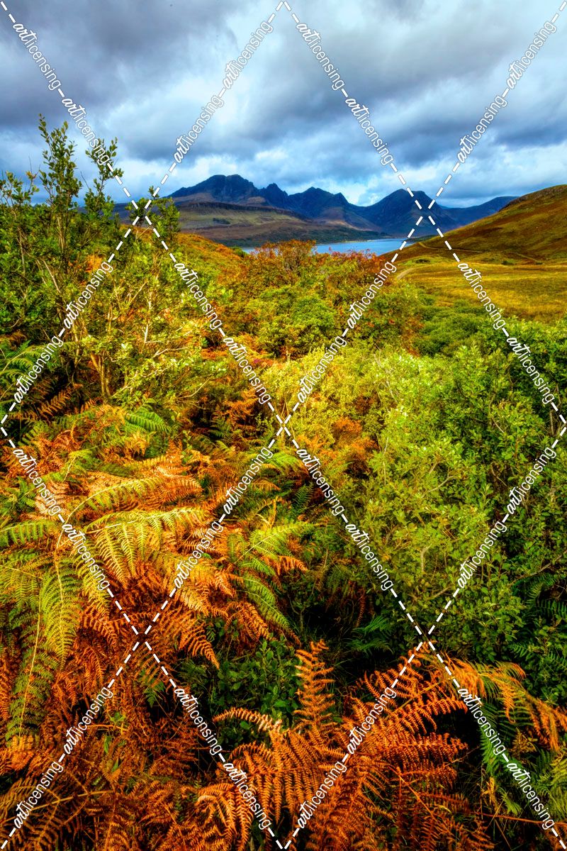 Autumn Highlands Ferns