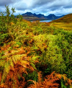 Autumn Highlands Ferns