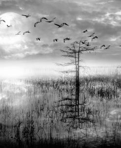 Moon Rise Flight Black and White