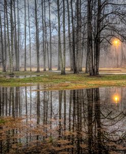 Mysterious Forest Reflections