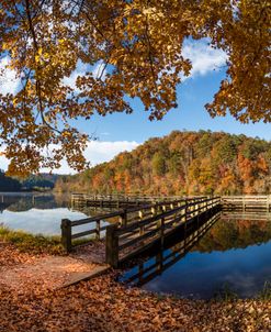 Maple Trees at the Docks