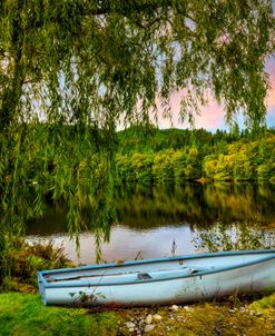 Under the Weeping Willow Tree