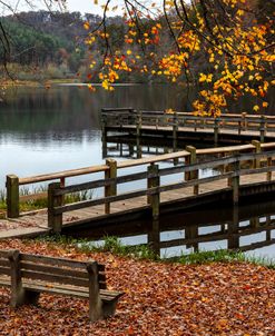 Maples Over The Dock