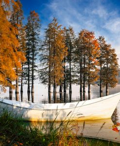 White Boat in the Cypress Trees