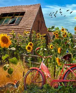 Bicycle in the Sunflowers