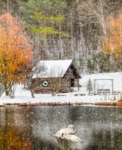 Swans on Christmas Eve