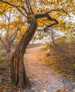 Waiting in Autumn Mist_similar to CELLIF293383