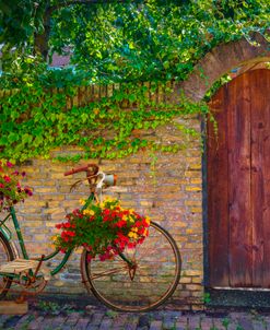Flowers on a Bicycle in the Garden